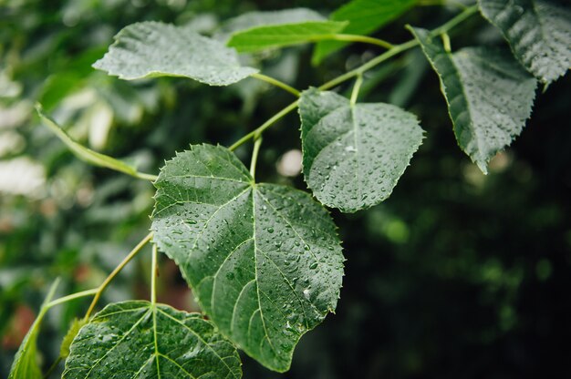 Prachtige groene blad textuur met druppels water