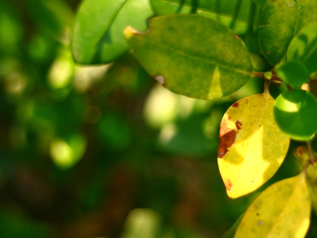 Prachtige groene bladeren