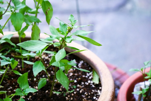 Prachtige groene bladeren