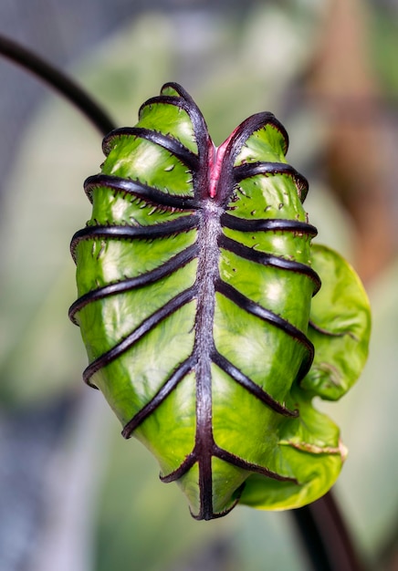 Prachtige groene boom Colocasia farao masker is waterplant close-up