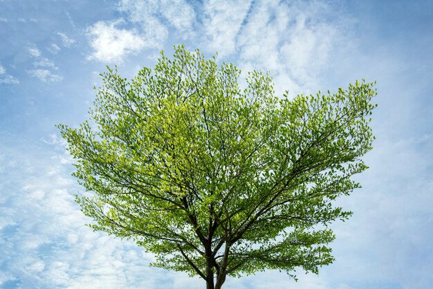 Prachtige groene boom op heldere blauwe hemel in daglicht