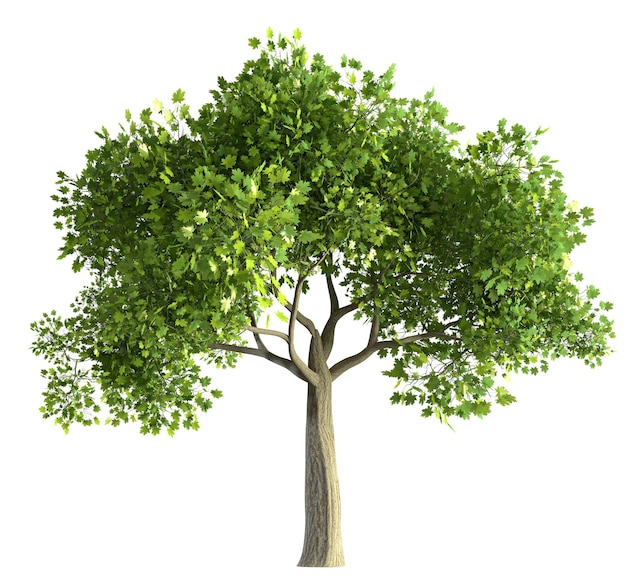 prachtige groene eik geïsoleerd op witte achtergrond 3D illustratie