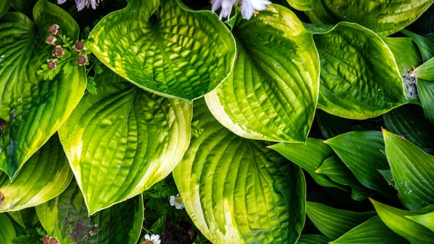 Prachtige groene en rode vetplant Winterharde plant die buiten groeit Tropische plant met warm klimaat Limegroen getint met rood Europese tuin met exotische planten