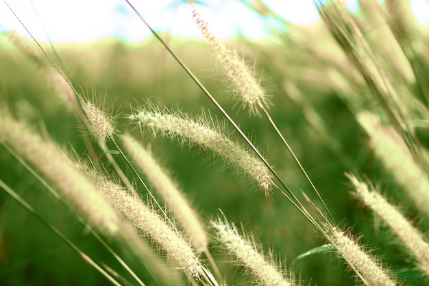 Prachtige groene grasbloem