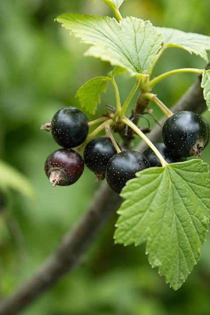 Prachtige groene lente abstracte achtergrond van de natuur ribes nigrum zwarte bes