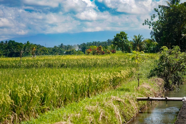 prachtige groene padieplanten rijstvelden natuur in Tabanan, Bali premium foto