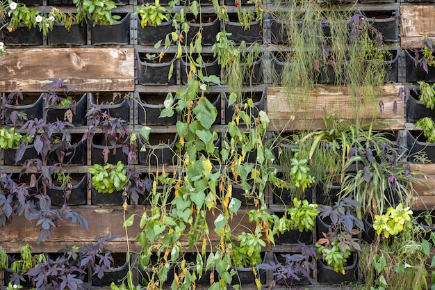 Prachtige groene planten in de natuur