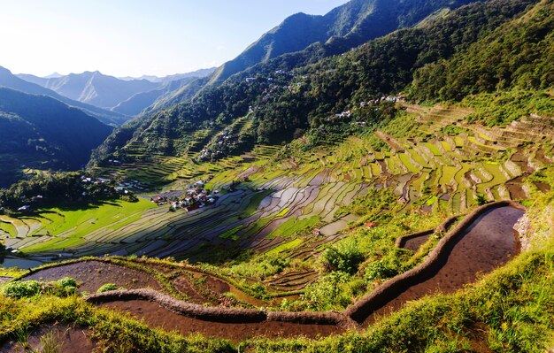 Prachtige groene rijstterrassen in de Filipijnen. Rijstteelt op het eiland Luzon.