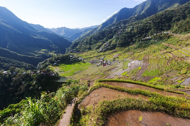 Prachtige groene rijstterrassen in de Filipijnen. Rijstteelt op het eiland Luzon.