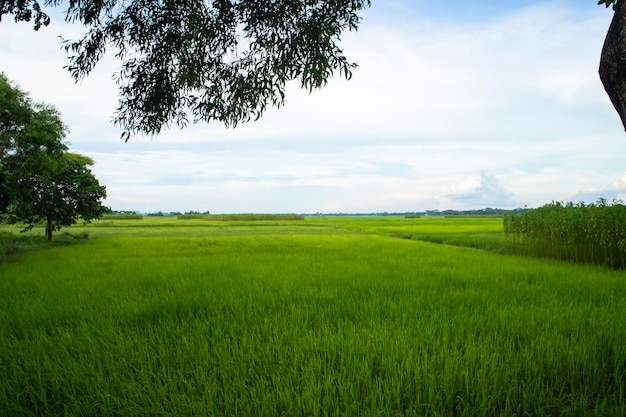 Prachtige groene rijstvelden met contrasterende wolkenluchten
