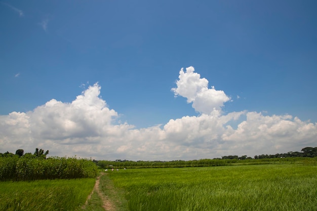 Prachtige groene rijstvelden met contrasterende wolkenluchten