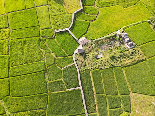 Prachtige groene rijstvelden van drones