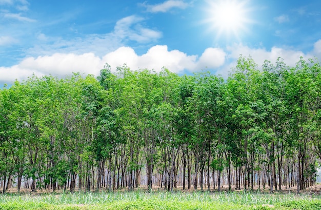 Prachtige groene rubberplantages met kleurrijke blauwe lucht en zonlicht.