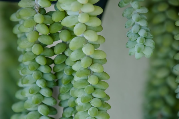 Prachtige groene Sedum morganianum succulente bloemen