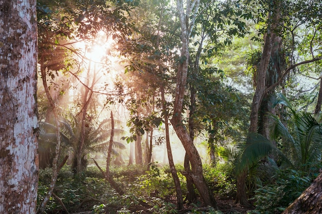 Prachtige groene tropische jungle