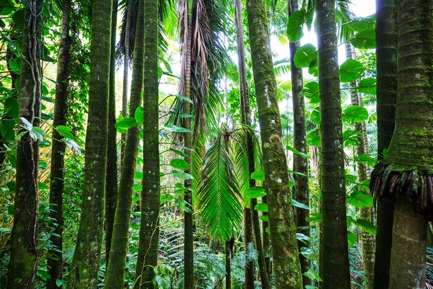 Prachtige groene tropische jungle