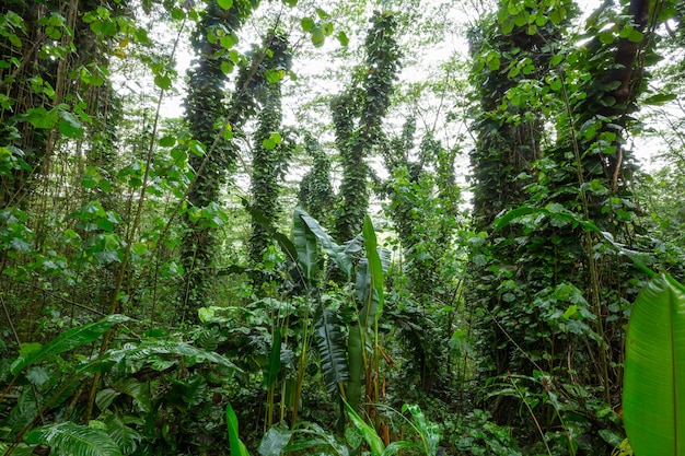 Prachtige groene tropische jungle