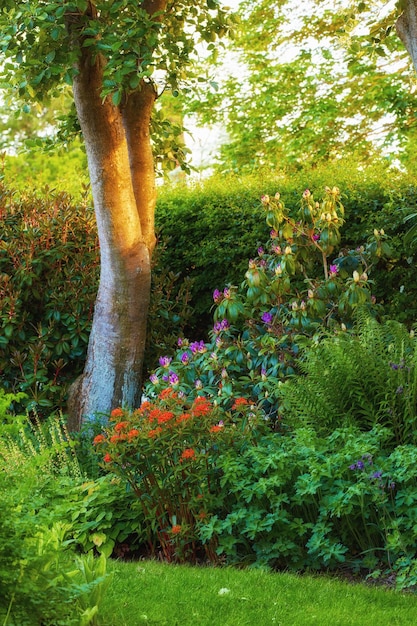 Prachtige groene tuin met bloemen bomen en planten buiten in de achtertuin in de zomer Landschap van levendige, weelderige weideomgeving in volle bloei in de natuur Bloeiende soorten en groene struiken