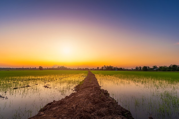 Prachtige groene veld cornfield of maïs in Azië land landbouw oogst met zonsondergang hemelachtergrond.