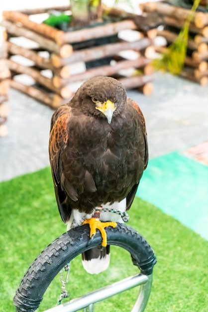 prachtige Hawk in dierentuin