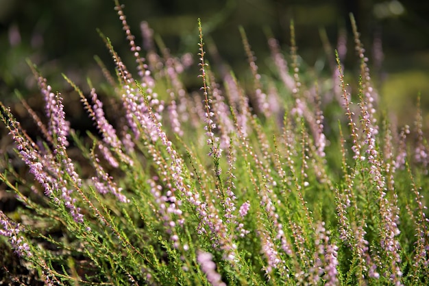 Prachtige heidebloemen groeien in het bos