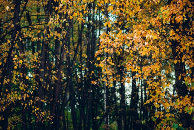 Prachtige herfst achtergrond met veelkleurige bladeren.