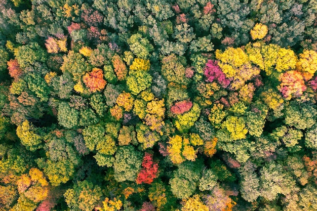 Prachtige herfst bos bovenaanzicht Abstracte natuurlijke achtergrond