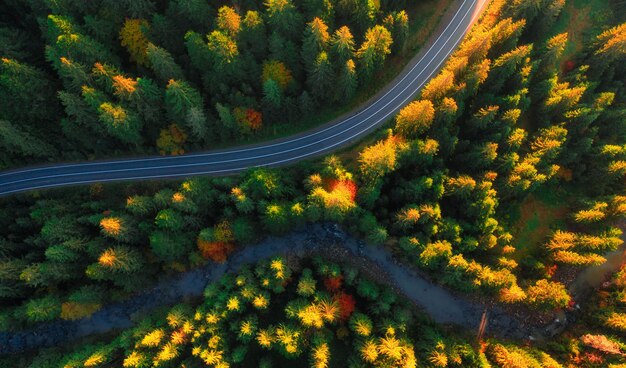 Prachtige herfst bos bovenaanzicht Abstracte natuurlijke achtergrond