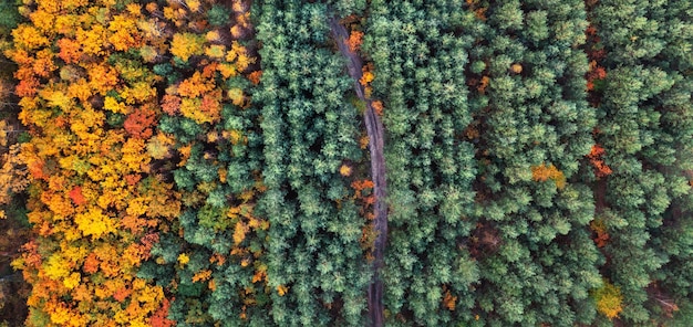 Prachtige herfst bos bovenaanzicht Abstracte natuurlijke achtergrond