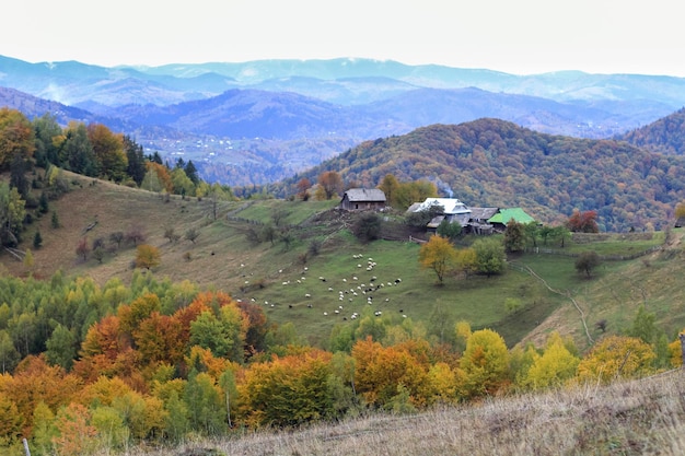 Prachtige herfst boslandschap met kleine huizen luchtfoto wandelen reizen Lifestyle concept berg vakanties activiteit buiten reis in de Karpaten gebergte Oekraïne