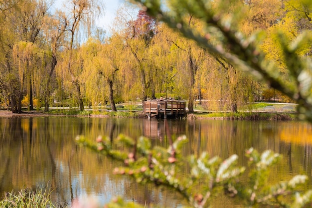 Prachtige herfst meer en bos seizoen abstracte natuurlijke achtergrond wazig silhouetten van vele groene herfst bomen bladeren reflecteren op vreedzame oppervlak van riviermeer of plas watervijver Selectieve aandacht