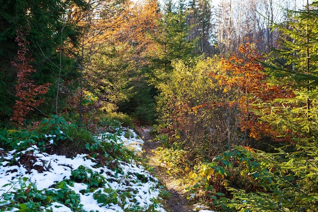 Prachtige herfstbomen met gele bladeren verlicht door de zon