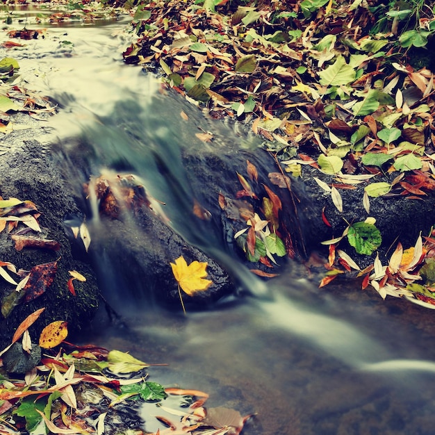 Prachtige herfstnatuur met een stroompjexDxAHerfstbladeren Natuurlijke seizoensgebonden gekleurde achtergrond