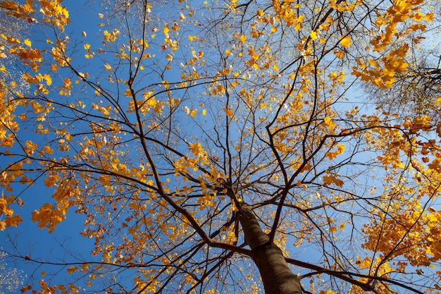 Prachtige herfstnatuur met vallend gebladerte in het midden van de herfst