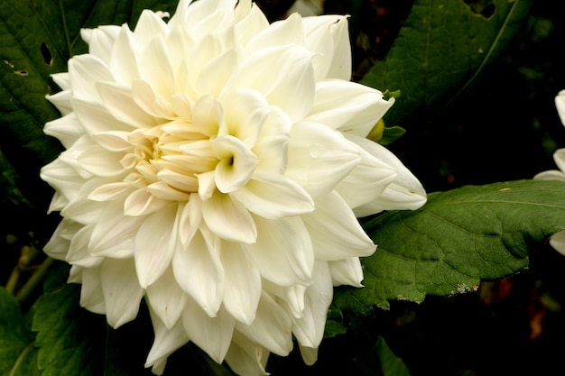 Prachtige Hoge Res pic van White Dahlia