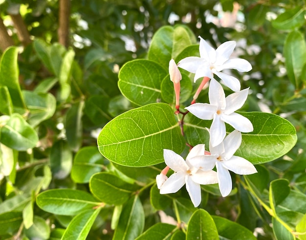 prachtige jasmijnwitte jasmijnbloem Vijfbladige witte jasmijnbloemen bloeien