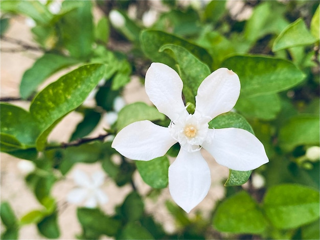 prachtige jasmijnwitte jasmijnbloem Vijfbladige witte jasmijnbloemen bloeien