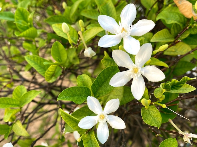 prachtige jasmijnwitte jasmijnbloem Vijfbladige witte jasmijnbloemen bloeien