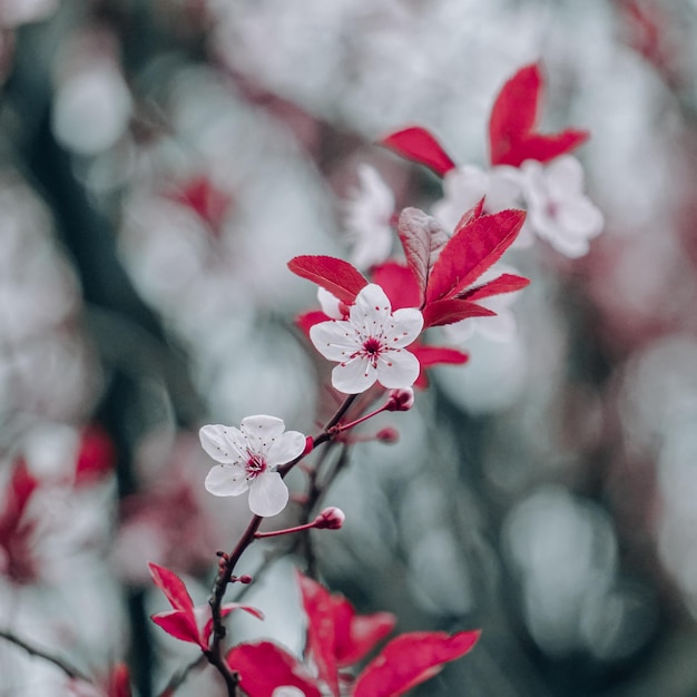 prachtige kersenbloemen in het voorjaar, sakura-bloemen