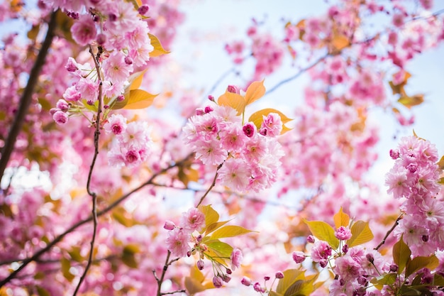 Prachtige kersenbloesem sakura in het voorjaar op natuur achtergrond Botanische tuin concept Tedere bloei Aroma en geur Lente seizoen Tederheid Tak van sakura Parfumerie concept