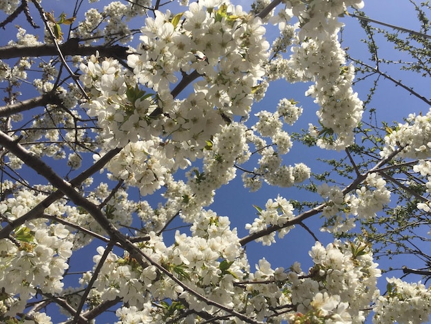 prachtige kersenbloesemboom met blauwe natuurlijke lucht