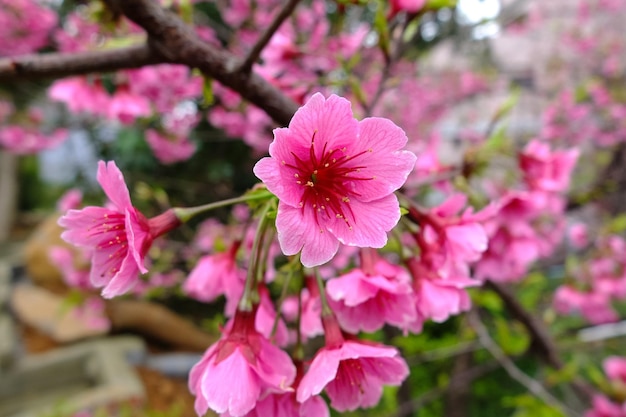 Prachtige kersenbloesems in het park