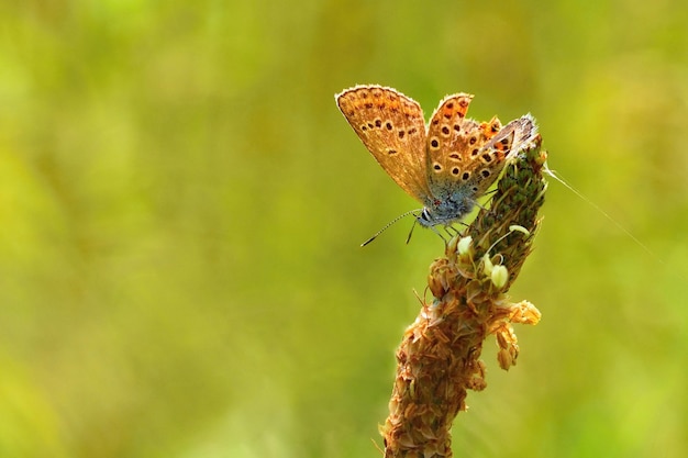 Prachtige kleine vlinder Common Blue Polyommatus icarus Macro-opname van de natuur close-up