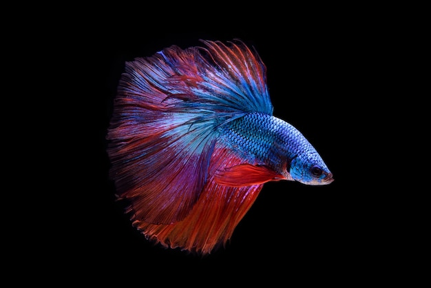 Prachtige kleuren "Halfmoon Betta" vangen het ontroerend moment mooi van siam betta vis in thailand op zwart