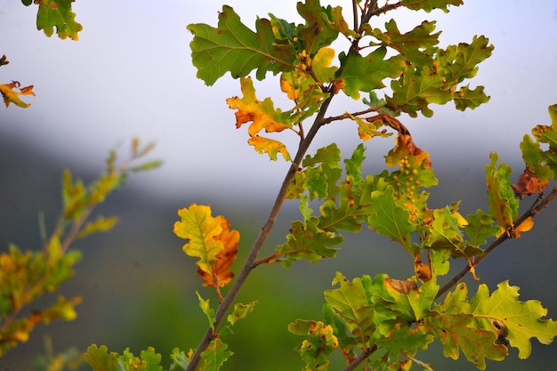 Prachtige kleuren van de herfstboseik