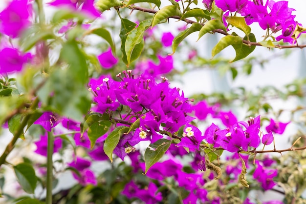 Prachtige kleurrijke bloemen in de natuur