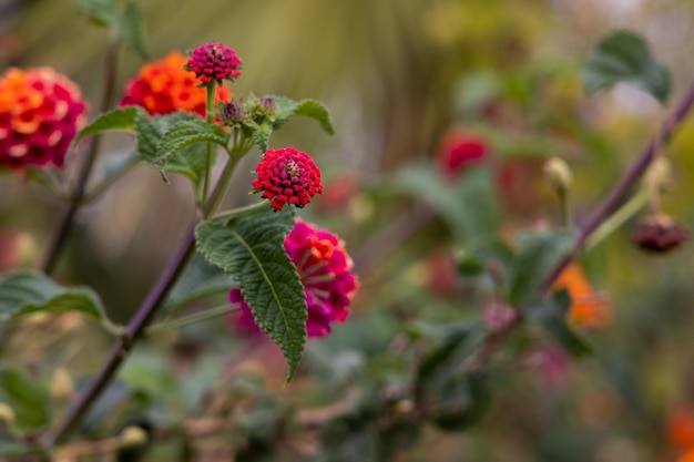 Prachtige kleurrijke bloemen in de natuur