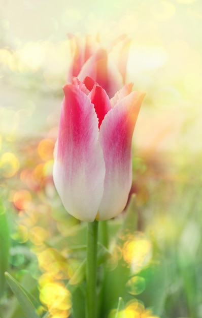 Prachtige kleurrijke tulpen Tulp Whispering dream groeiende