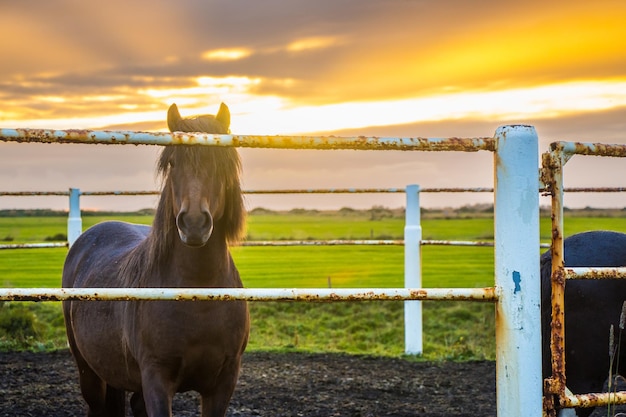 Prachtige landelijke IJslandse paarden in de landelijke boerderij met zonsondergang en zonsopgang achtergrond