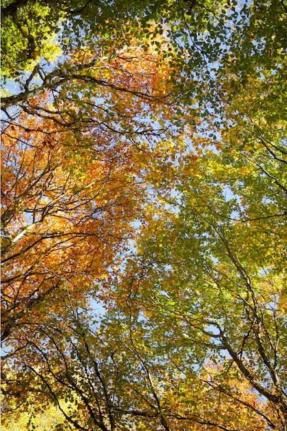 Prachtige landschap herfst in de tuin vallen in de bergen Gouden boomtoppen Natuurlijke achtergrond